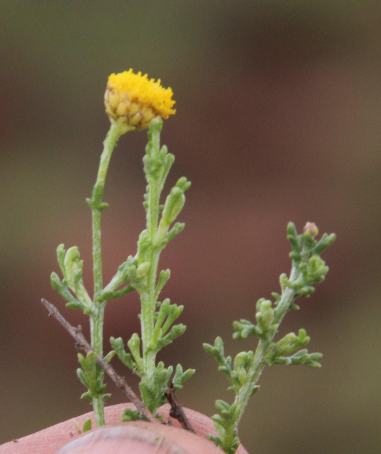Pentzia incana