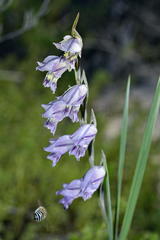 Gladiolus griseus