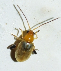Longitarsus ochroleucus