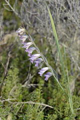 Gladiolus griseus