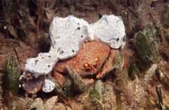 Austrodromidia octodentata