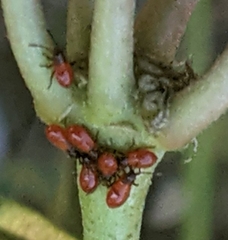 Oncopeltus fasciatus