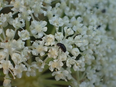 Coleoptera
