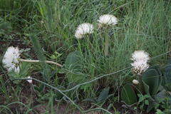 Haemanthus humilis hirsutus