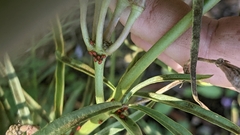 Oncopeltus fasciatus