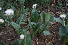 Haemanthus humilis hirsutus