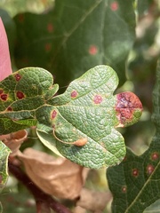 Andricus pedicellatus