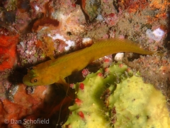 Parablennius marmoreus