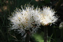 Haemanthus humilis hirsutus