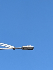 Chroicocephalus ridibundus