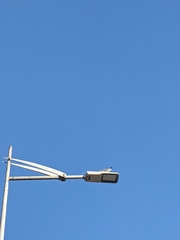 Chroicocephalus ridibundus