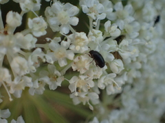 Coleoptera