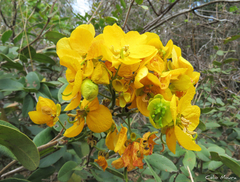 Senna rugosa