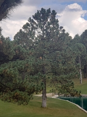 Pinus montezumae