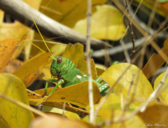 Tropidacris collaris