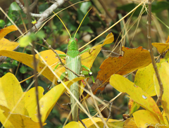 Tropidacris collaris