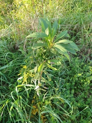 Rhopalomyia capitata