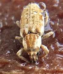 Microlarinus lareynii