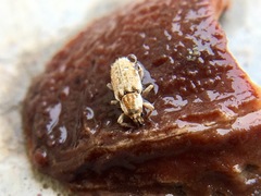 Microlarinus lareynii