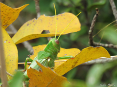 Tropidacris collaris