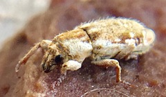 Microlarinus lareynii