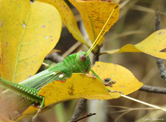 Tropidacris collaris