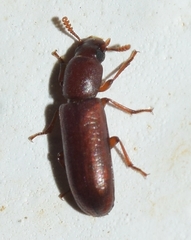 Lyphia angusta