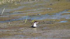 Charadrius hiaticula tundrae
