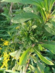 Rhopalomyia capitata