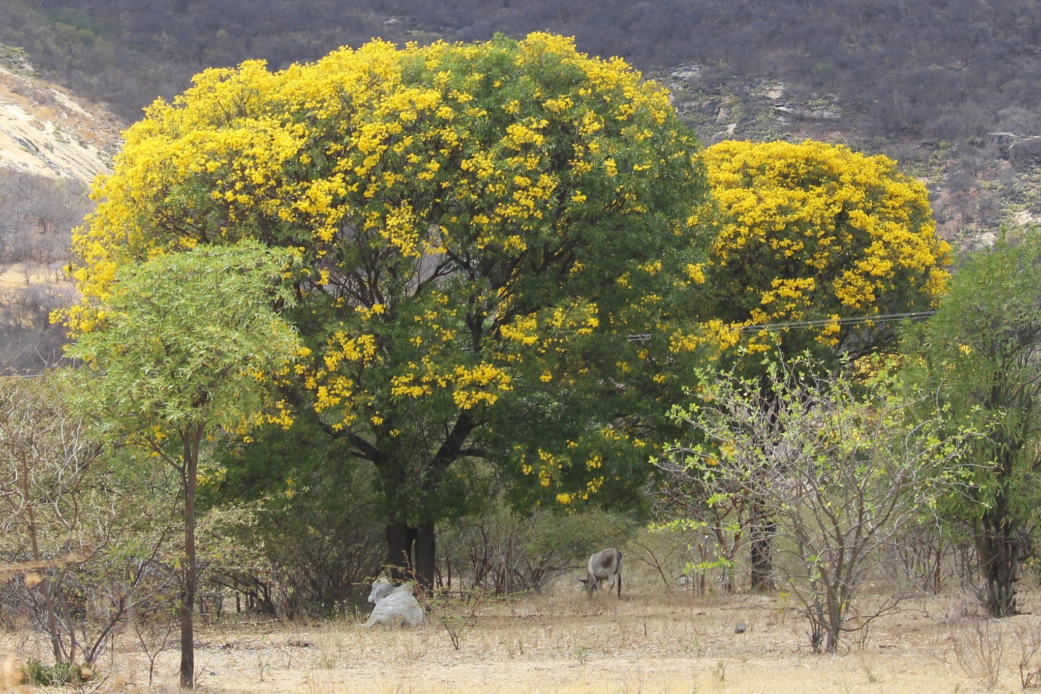 Tabebuia aurea
