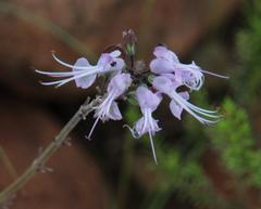 Ocimum burchellianum