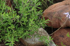 Ocimum burchellianum