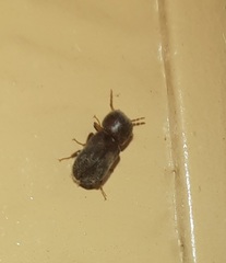 Xylobiops texanus