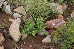 Ocimum burchellianum