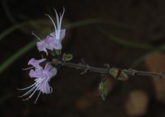 Ocimum burchellianum