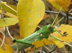 Tropidacris collaris
