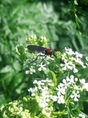 Insecta