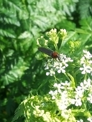 Insecta