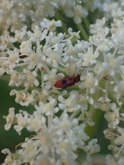 Coleoptera