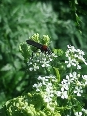 Insecta
