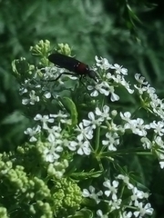 Insecta