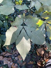 Carya tomentosa