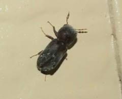 Xylobiops texanus