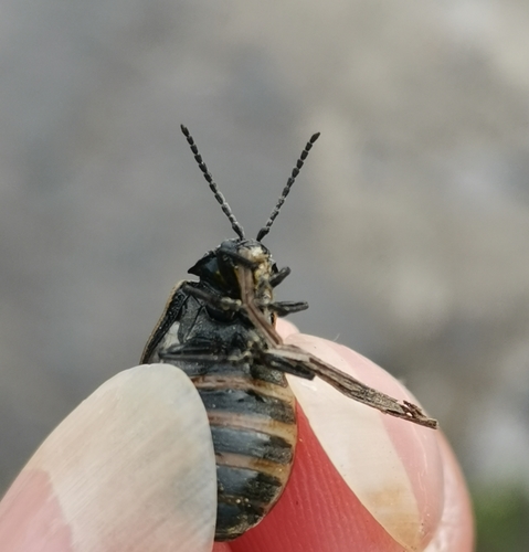 Galeruca pomonae