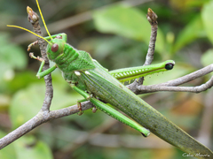 Tropidacris collaris