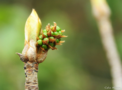 Terminalia corrugata