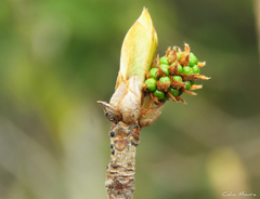 Terminalia corrugata