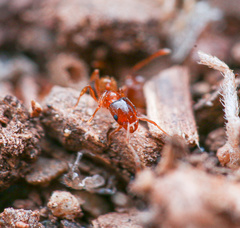 Pheidole cerebrosior