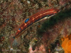 Halichoeres bivittatus