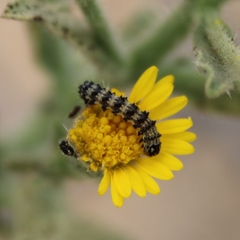 Lepidoptera